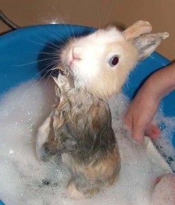 Bunny Rabbit Taking Bath