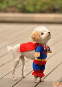 Dog in Superman Costume
